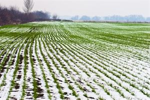 Maltempo “Per l’agricoltura, si aggrava il bilancio, cappotto da 500 milioni di euro”